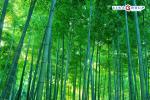 TOUR NHẬT BẢN - NARITA - THUNG LŨNG TRỨNG ĐEN - TOKYO